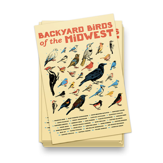 Backyard Birds of the Midwest Postcard