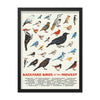 Backyard Birds of the Midwest Poster - United State of Indiana