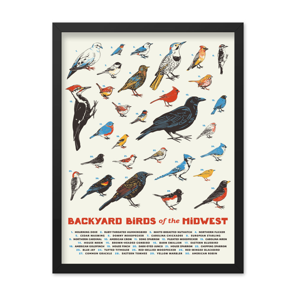 Backyard Birds of the Midwest Poster - United State of Indiana