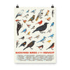 Backyard Birds of the Midwest Poster - United State of Indiana