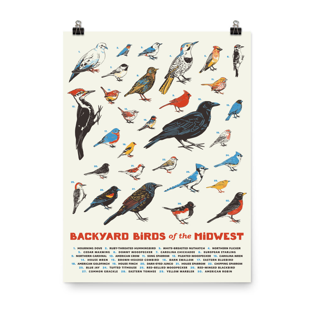 Backyard Birds of the Midwest Poster - United State of Indiana