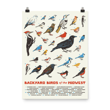 Backyard Birds of the Midwest Poster - United State of Indiana