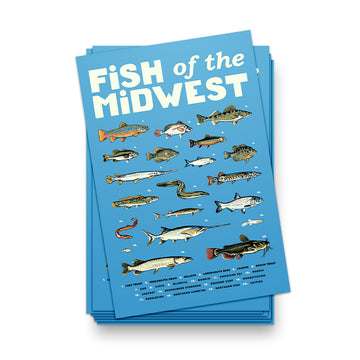 Fish of the Midwest Postcard
