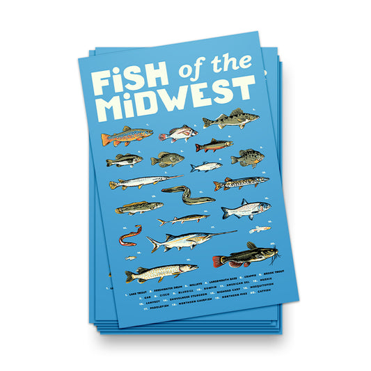 Fish of the Midwest Postcard