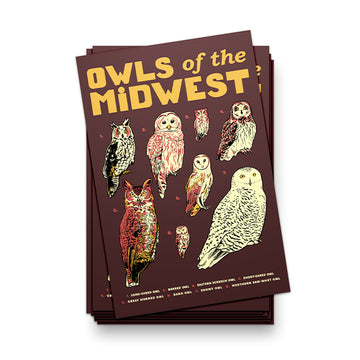 Owls of the Midwest Postcard