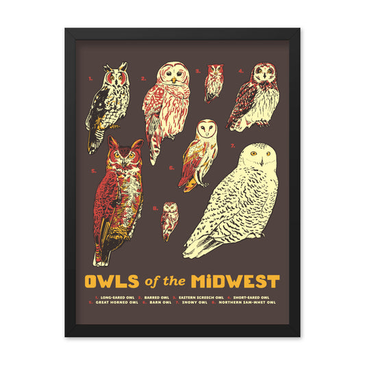 Owls of the Midwest Poster - United State of Indiana