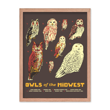 Owls of the Midwest Poster - United State of Indiana