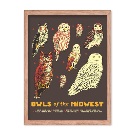 Owls of the Midwest Poster - United State of Indiana