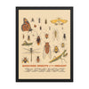 Backyard Insects of the Midwest Poster - United State of Indiana