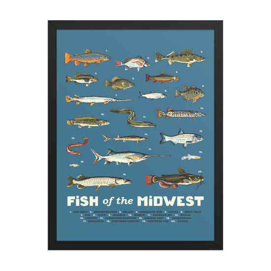 Fish of the Midwest Poster - United State of Indiana