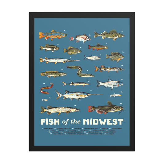 Fish of the Midwest Poster - United State of Indiana