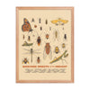 Backyard Insects of the Midwest Poster - United State of Indiana