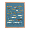 Fish of the Midwest Poster - United State of Indiana