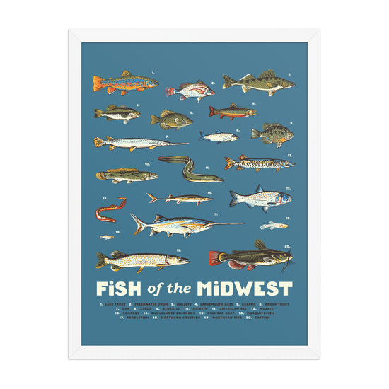 Fish of the Midwest Poster - United State of Indiana