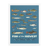 Fish of the Midwest Poster - United State of Indiana