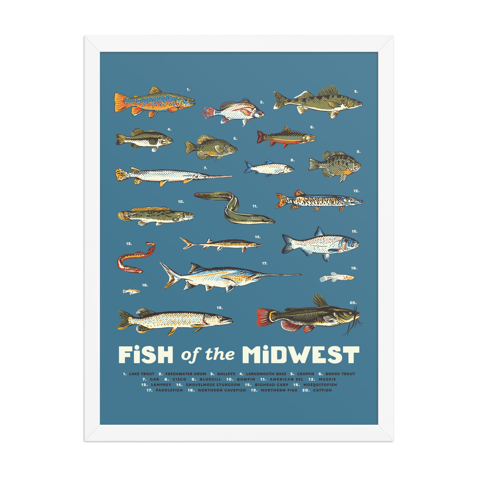 Fish of the Midwest Poster - United State of Indiana